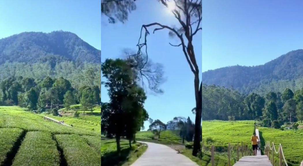 Menikmati Keindahan Riung Gunung, Perkebunan Teh di Pangalengan Mirip Pemandangan Swiss 