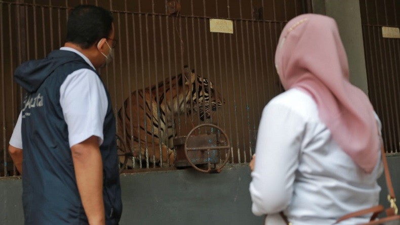 Dua Harimau Positif Covid, Anies : Ragunan Bergerak Cepat, Panggil Petugas Swab Paling Berani Sedunia