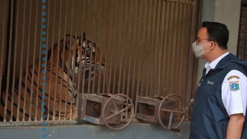 Dua Harimau di Ragunan Positif Covid-19