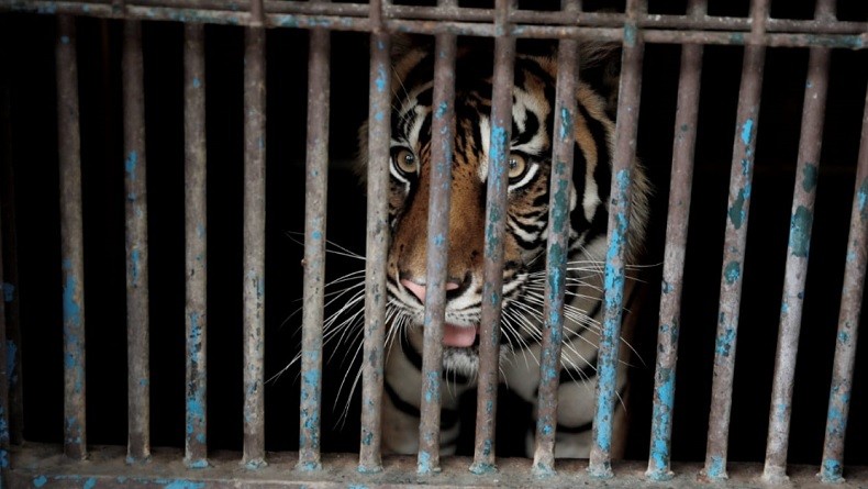 Dua Harimau di Ragunan Positif Covid-19, Begini Kondisi Terkini