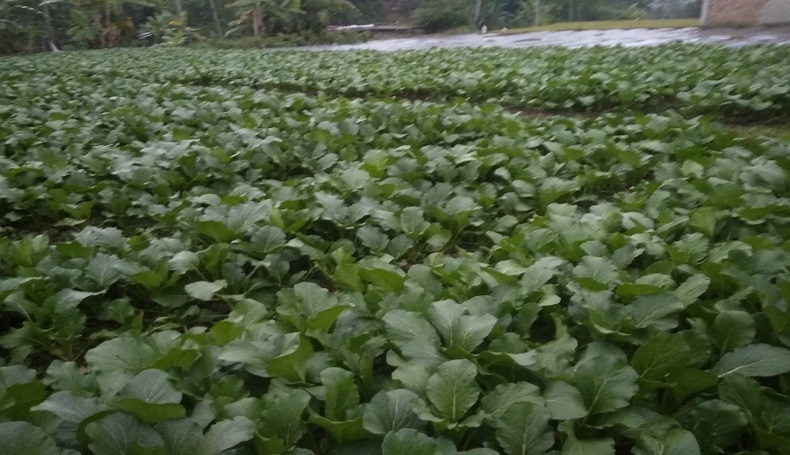 Protes Harga Sayuran Anjlok, Petani di Sukabumi Babat Hasil Panen
