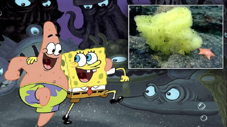 Viral, Ilmuwan Temukan SpongeBob dan Patrick Nyata di Dasar Laut