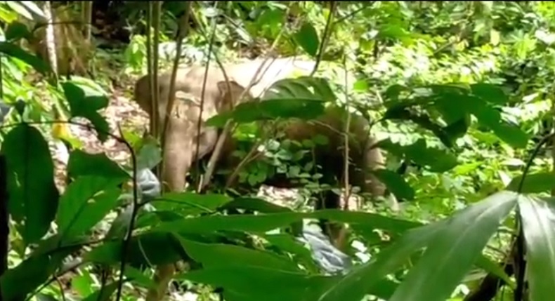 Gajah Liar Rusak Kebun Warga Desa Aki Neugoh Pidie Jaya
