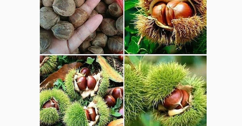 Mengenal Saninten si Buah Langka, Punya Suami dan Dijuluki Rambutan Hutan