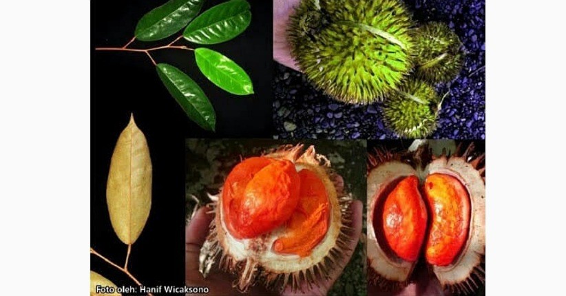 Mengintip Rambutan Hutan yang Sangat Langka, seperti Apa Rasanya?
