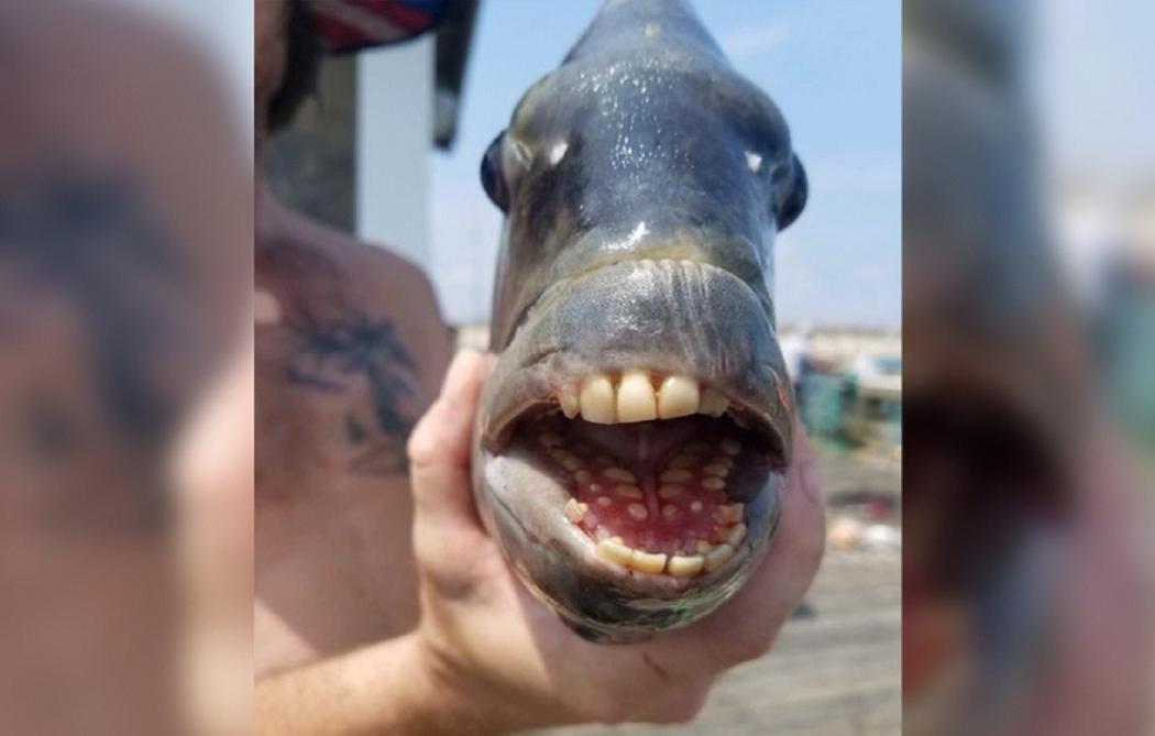 Viral! Ikan Punya Gigi Mirip Manusia Ditangkap Nelayan