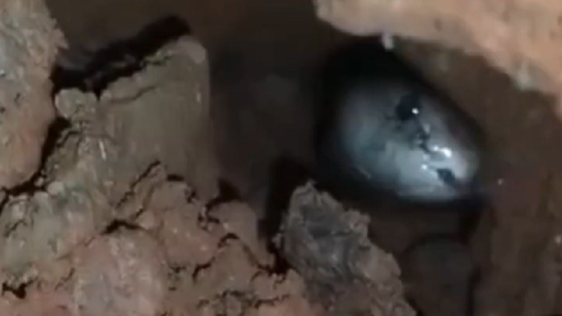 Petugas Damkar Evakuasi Kobra Sepanjang Satu Meter di Rumah Warga Meruya Jakarta Barat