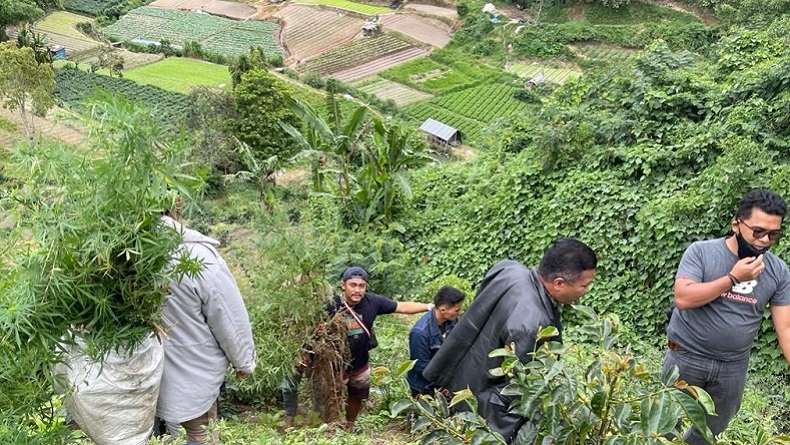 Polisi Temukan Ladang Ganja di Berastagi