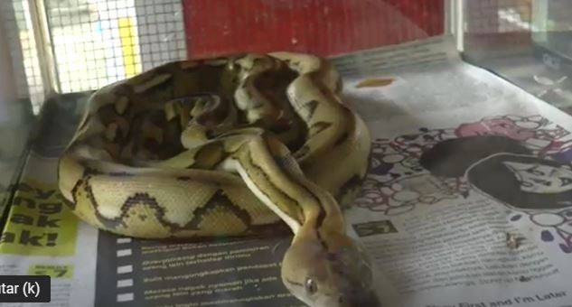 Musim Kembang Biak, Waspada Ular Masuk Rumah