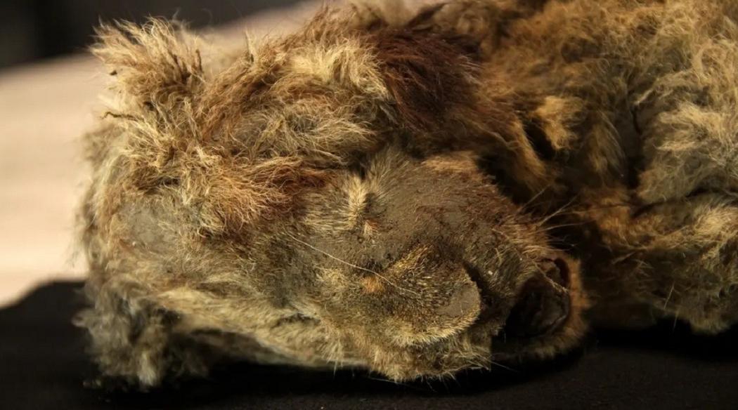 Jasad Singa Berusia 28.000 Tahun Ditemukan di Siberia, Bentuknya Masih Utuh