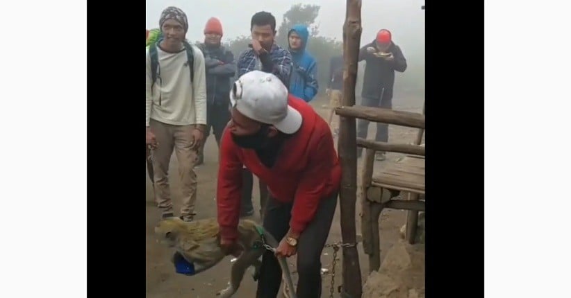 Viral, Monyet Cerdik Curi Ponsel Pendaki Gunung Lawu