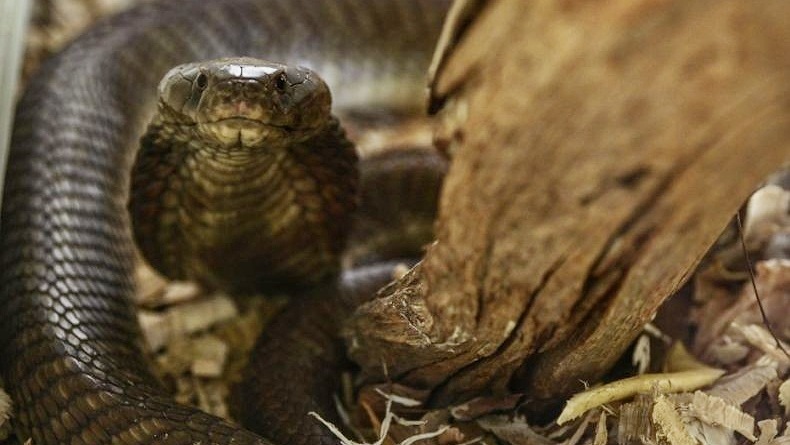 Hadiri Pemakaman Saudara yang Meninggal Dipatuk Ular, Pria Ini Ikut Tewas dengan Sebab yang Sama