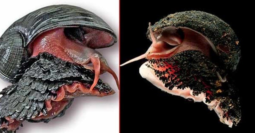 Mengintip Siput Paling Kuat di Dunia, Bisa Hidup di Suhu Panas Gunung Berapi 