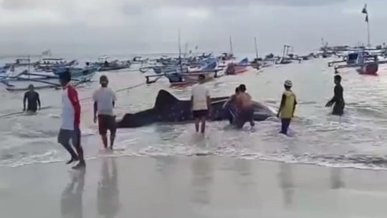 Hiu Tutul Berbobot 1,5 Ton Terdampar di Pantai Timur Pangandaran