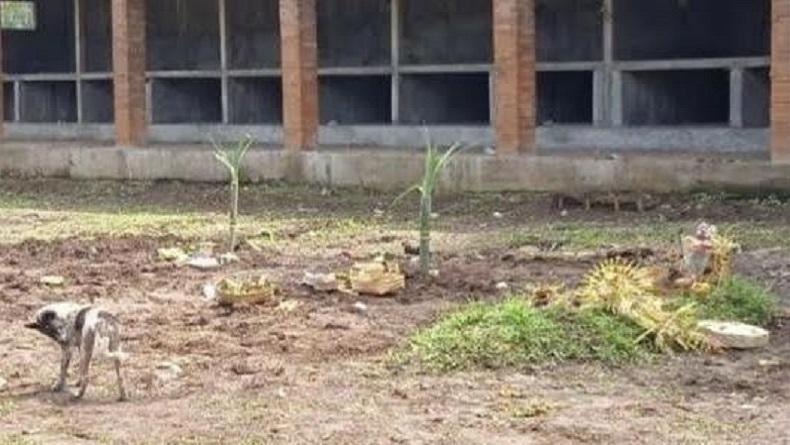 Kasus Jenazah Covid-19 Tertukar di Bali, Begini Penyelesaiannya