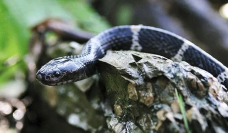 Bocah Tewas Digigit Ular saat Main Petak Umpet, Puluhan Reptil Berbahaya Ditemukan di Lokasi