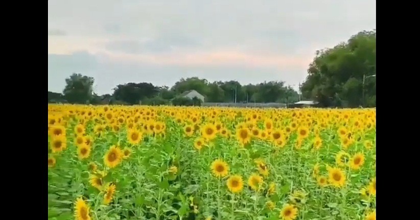 Indahnya Kebun Bunga Matahari di Mojokerto, Ternyata Bekas Sawah yang Gagal Panen