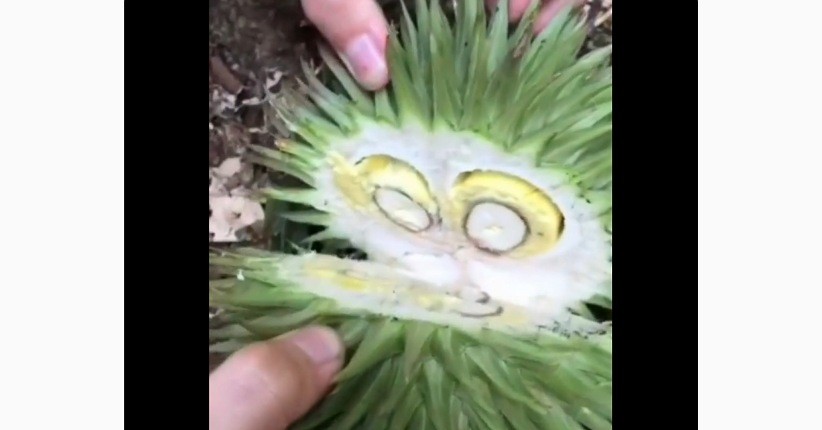 Viral Ditemukan Buah Langka Mirip Durian, Tumbuh Liar dan Rasanya Manis