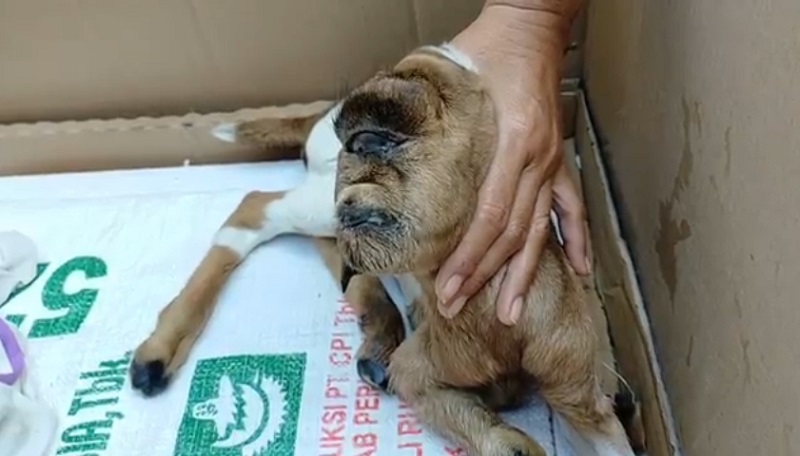 Heboh Kambing Bermata Satu di Blitar, Pemilik Sempat Ketakutan 