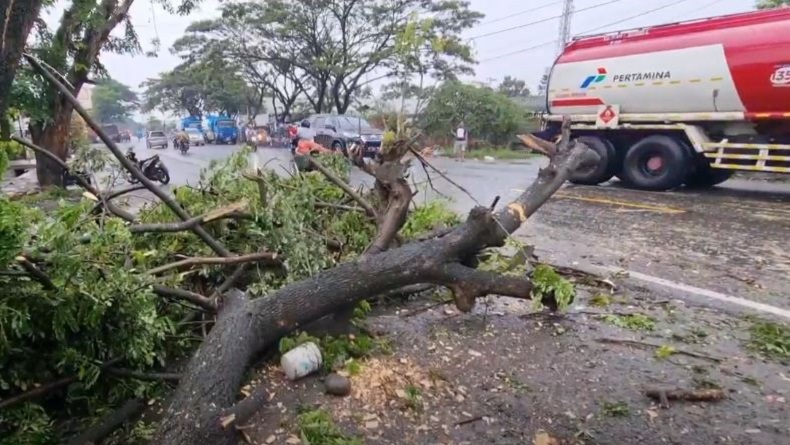 Pohon Tumbang Timpa Kios dan Pemotor di Jalan Yos Sudarso Medan