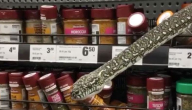 Hiii, Ular Piton Tiba-Tiba Muncul di Rak Supermarket