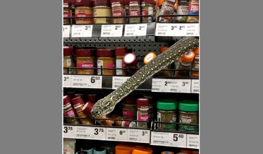 Perempuan Ini Sedang Belanja di Supermarket, Kaget Ketemu Ular Sanca di Rak Bumbu