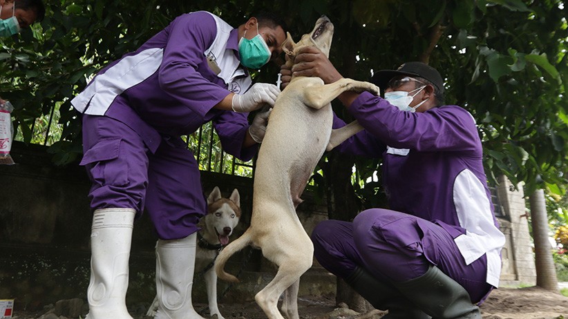 Ancaman Rabies, Pemkot Denpasar Siapkan 52.000 Dosis Vaksin Gratis