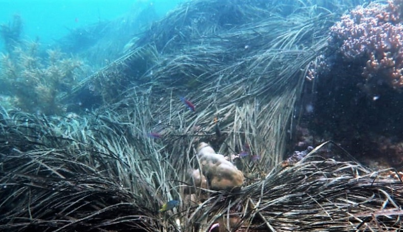 Kapal Pengambil Telur Ikan Terbang Cemari Taman Laut Pulau Kecil
