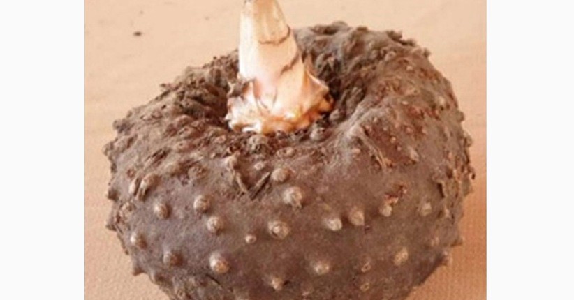 Viral Tanaman Porang Disebut Makanan Masa Depan oleh Jokowi, Kenali Manfaatnya