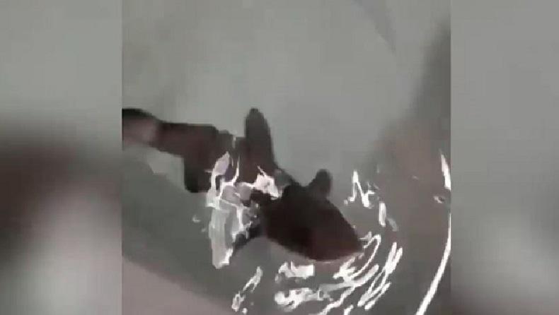 Ajaib, Bayi Hiu Ini Lahir Tanpa Ada Pembuahan dari Pejantan  