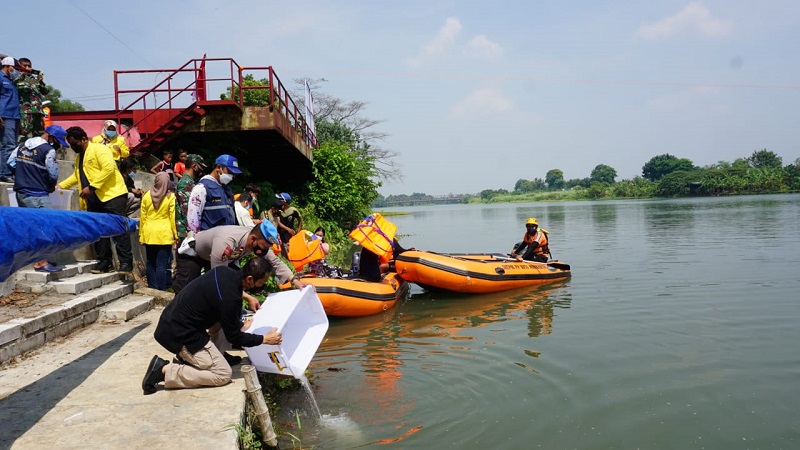 Jaga Lingkungan, Polresta Mojokerto Tebar 10.000 Benih Ikan di Sungai Brantas 