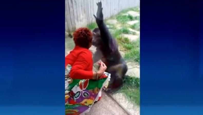 Punya Hubungan Spesial dengan Simpanse, Wanita Ini Dilarang Kunjungi Kebun Binatang