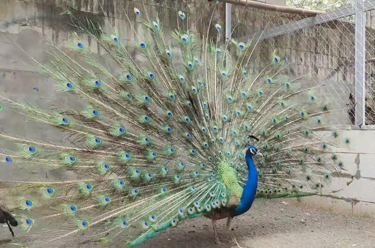 Tak Mau Menyerah saat Akan Ditangkap, Pemburu Hewan Liar Tembak Mati 3 Polisi