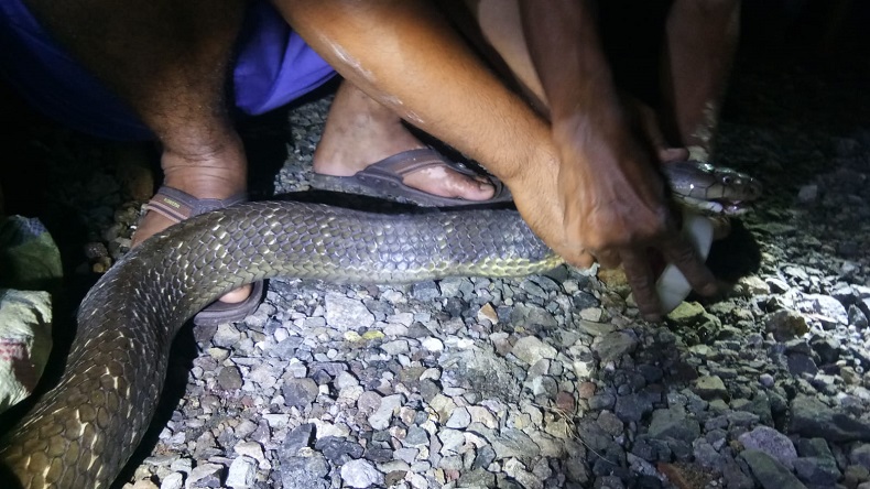 Gunung Sindur Geger, King Kobra 3 Meter Diamankan di Halaman Rumah Warga
