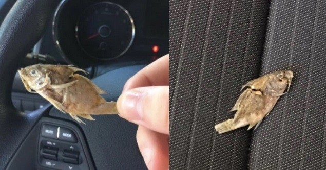 Kabin Mobil Bau Amis Ikan, Begini Cara Menghilangkannya