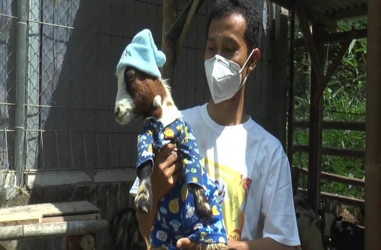 Pria Bantul Sukses Budi Daya Kambing Pygmy, Seekor Anakan Dijual Rp25 Juta 