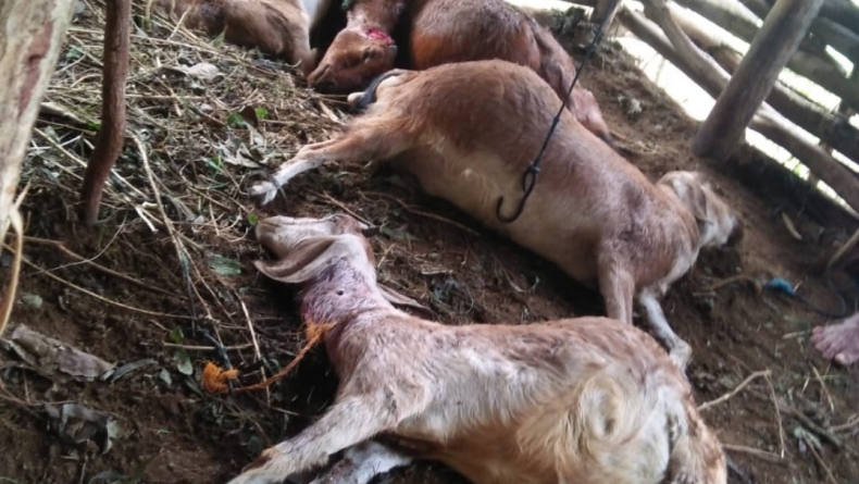 Kambing Warga Gunungkidul Mati dengan Luka Gigitan, Diduga Diserang Anjing Hutan