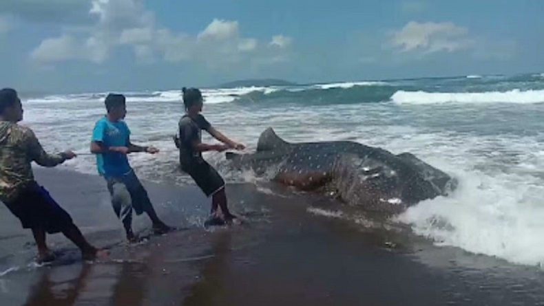 Hiu Tutul Kembali Terdampar di Pangandaran, Kali Ini Berbobot 5,5 Kwintal 