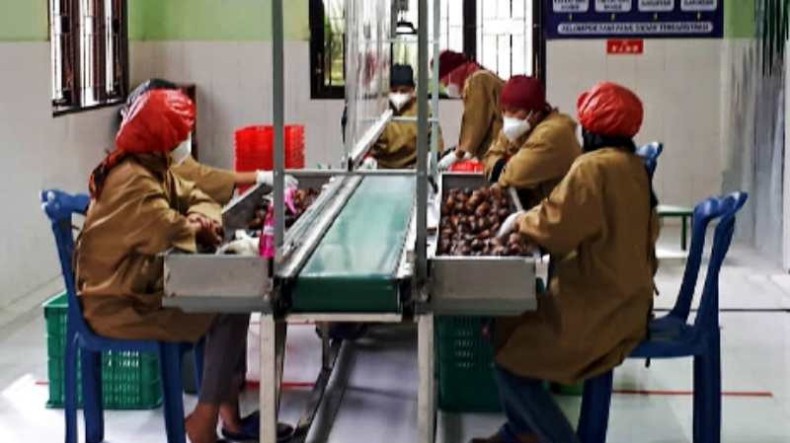 China Lirik Salak Nglumut Organik dari Lereng Merapi