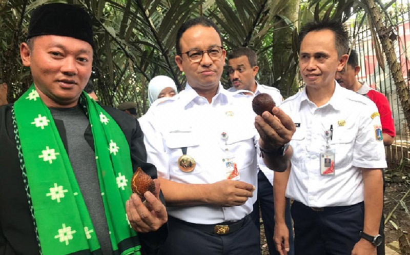 Mengenal Salak Condet, Maskot DKI Jakarta yang Terlupakan