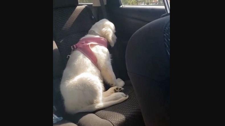 Lucu, Anjing Ini Ngambek ke Majikan karena Tak Dibelikan Minuman Kesukaan