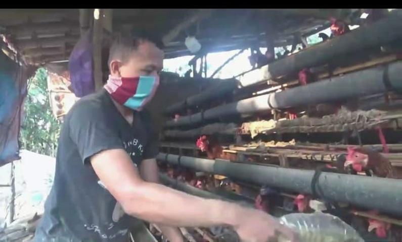 Kisah Sukses Pelajar SMK di Pati Rintis Usaha Ternak Ayam hingga Raup Jutaan Rupiah 