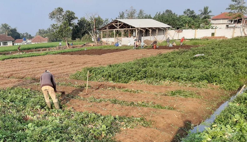 Petani di Sukabumi Kecewa Harga Sayuran Anjlok, Pakcoy Hasil Panen Malah Dikubur