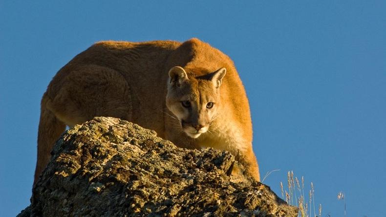 Heroik, Perempuan Ini Duel dengan Singa Gunung demi Selamatkan Putranya yang Diterkam