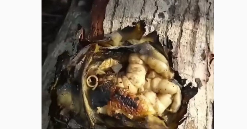 Mengenal Ulat Kayu, Camilan Asli Papua Tinggi Protein dan Gurih Mirip Kulit Ayam