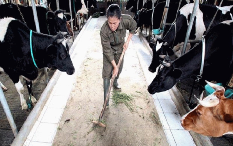 21.000 Ekor Sapi Perah Bisa Tertular PMK, Anggota KPSBU Lembang KBB Resah