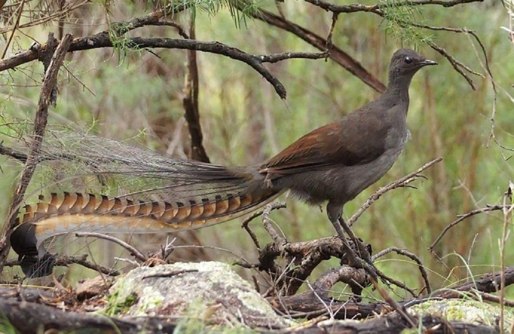 Mirip Banget! Burung Ini Bisa Tiru Suara Tangisan Bayi