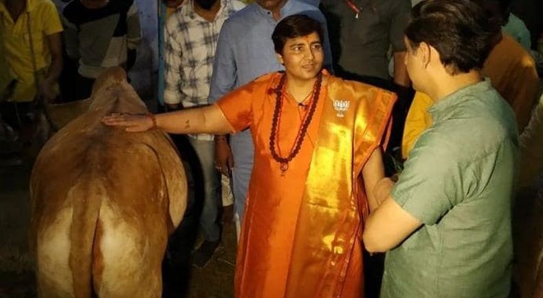 Anggota Parlemen Ini Klaim Sembuh dari Covid karena Minum Kencing Sapi