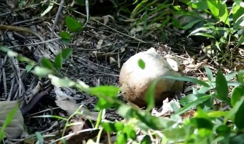 Cari Lidi di Kebun, IRT di Bireuen malah Temukan Kerangka Manusia