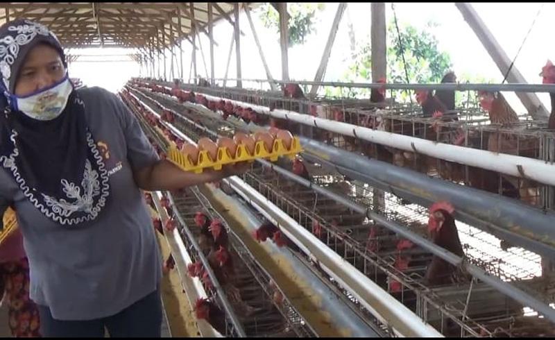 Harga Telur Anjlok, Peternak Ayam di Boyolali Terus Merugi, Setiap Hari Tombok Rp4 Juta